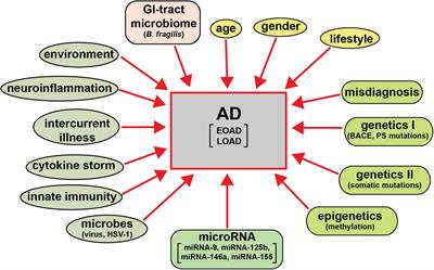 Frontiers microRNA Based Biomarkers in Alzheimer s Disease AD